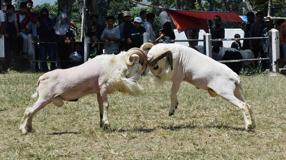 Jenis-jenis domba di Indonesia