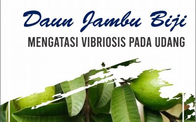 Daun Jambu Biji, Mengatasi Vibriosis Pada Udang