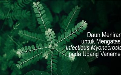 Daun Meniran untuk Mengatasi Infectious Myonecrosis pada Udang Vanamei