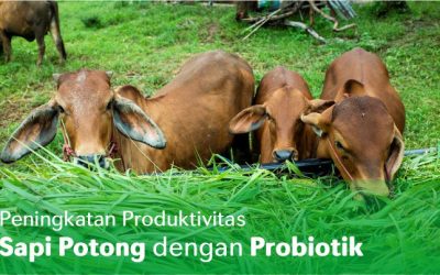 Peningkatan Produktivitas Sapi Potong dengan Probiotik
