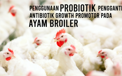 Penggunaan Probiotik Pengganti Antibiotik Growth Promotor Pada Ayam Broiler