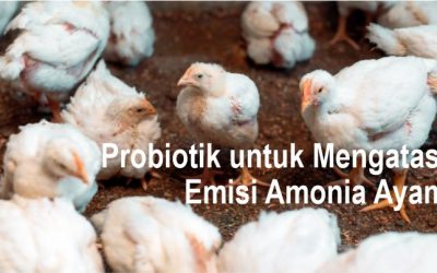 Probiotik untuk Mengatasi Emisi Amonia Ayam