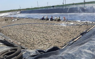 Mengenal Plastik Mulsa pada Tambak Udang