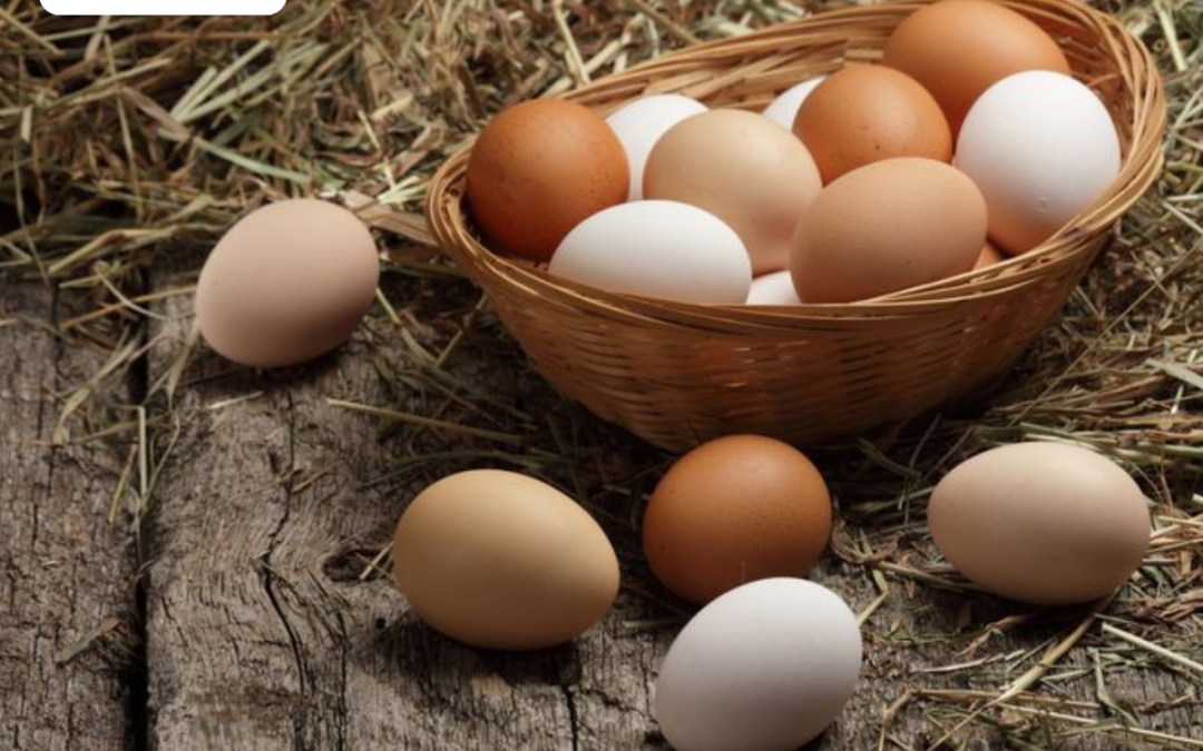 Persoalan Harga Telur Kian Melambung