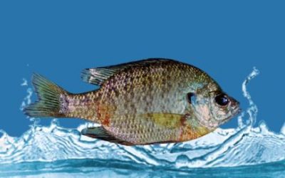 Ancaman Red Sore Disease Pada Ikan