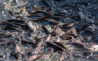 Probiotik Untuk Mengurangi Bau Lumpur Pada Daging Ikan Patin