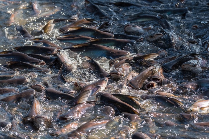 Probiotik Untuk Mengurangi Bau Lumpur Pada Daging Ikan Patin