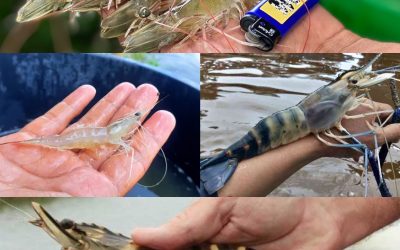 Mengenal Jenis Udang Dalam Budidaya