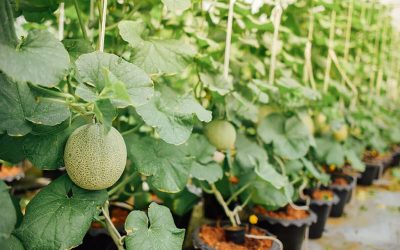 Gawat! Buah Melon Harus Dipotong?