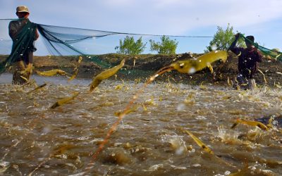 Tau Lebih: Ciri-Ciri Kenampakan Udang Sakit