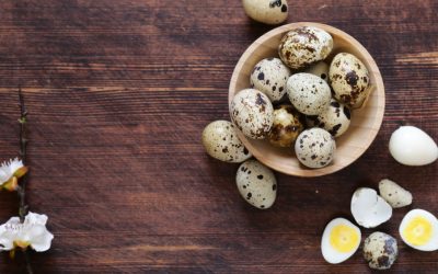 Menurunkan Kadar Kolesterol Pada Telur Burung Puyuh