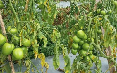 Pupuk Hayati untuk Mengendalikan Penyakit Layu pada Tanaman Tomat