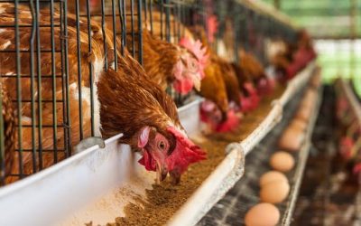 Probiotik untuk Produktifitas dan Kualitas Tidur Ayam