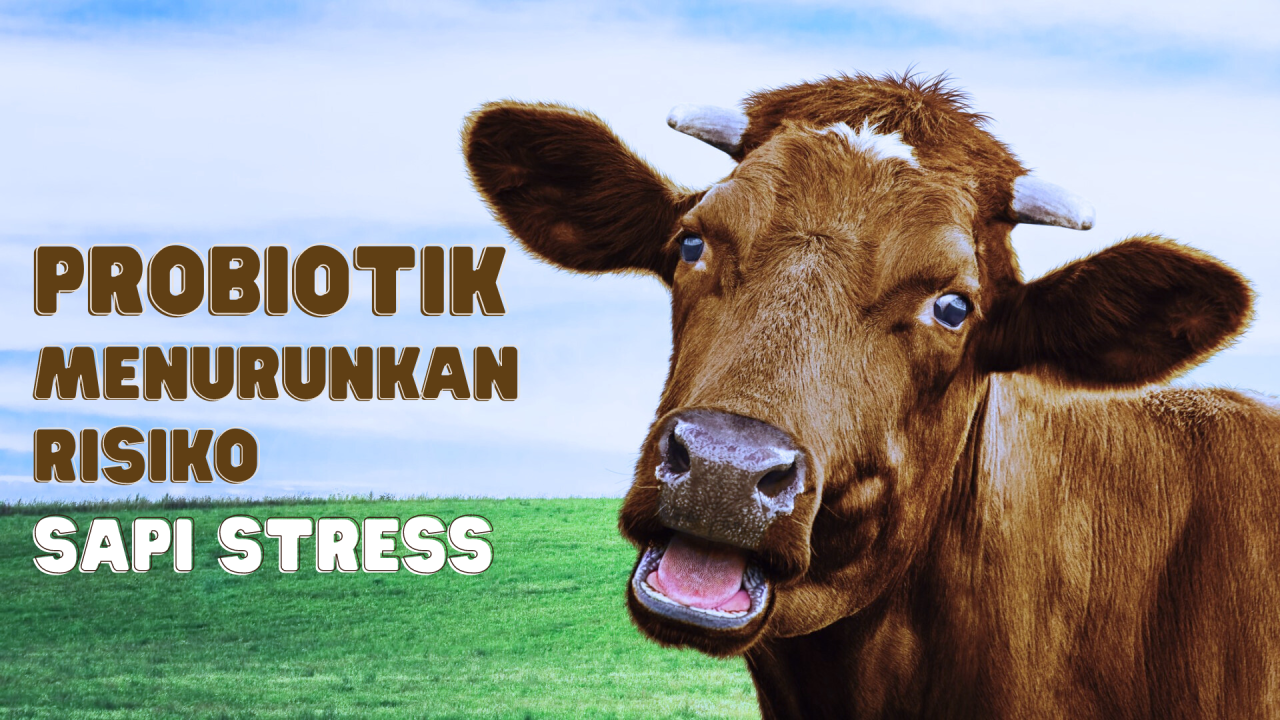 Sapi Stres Sapi Stress? Atasi Dengan Jampi Stress - CV Pradipta Paramita
