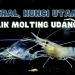 moulting udang