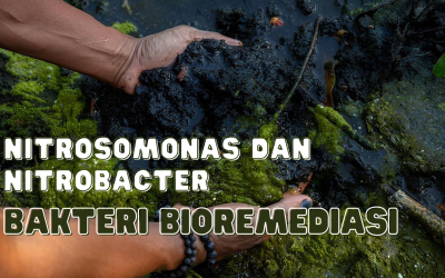 Bakteri Bioremediasi Tambak Udang