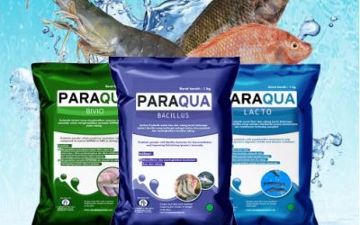 Penuhi Kebutuhan Probiotik Powder Udang dengan PARAQUA